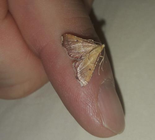 Endotricha flammealis